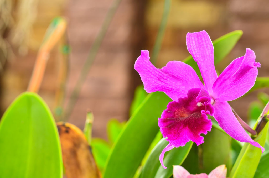 Brazil - Cattleya Orchid