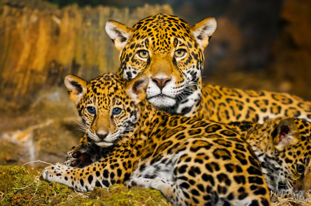 Brazil - jaguar