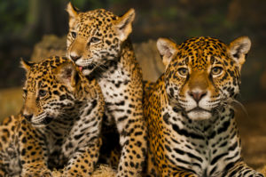 Mexico - jaguar