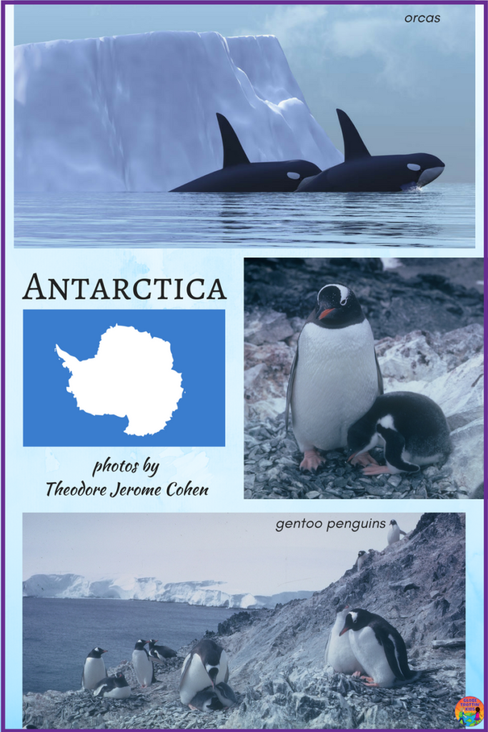 Antarctica photos - Cohen