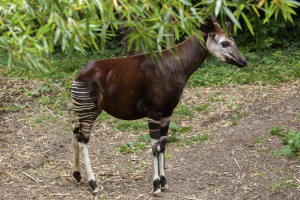 okapi national animal DR Congo