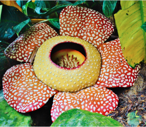 Rafflesia Arnoldii flower