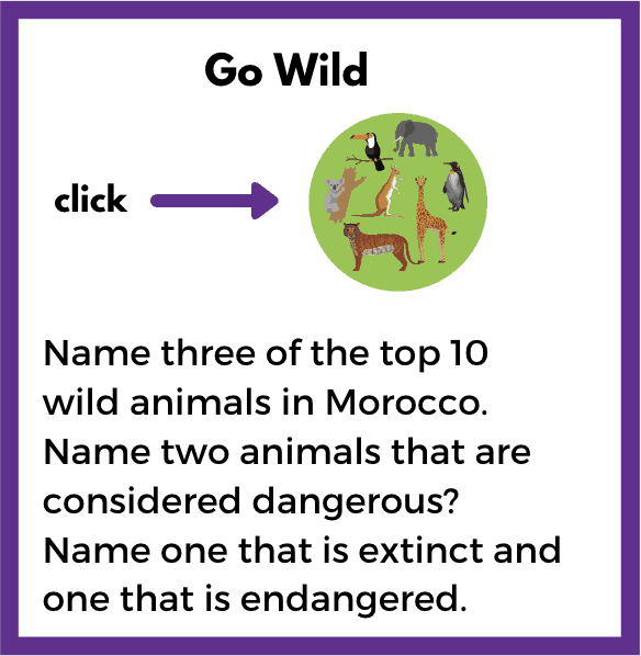 morocco-animals