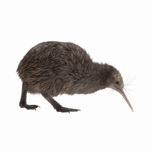 kiwi-new-zealand