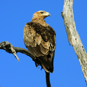tawny-eagle-ghana