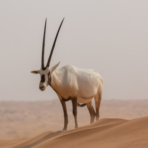 arabian-oryx-jordan