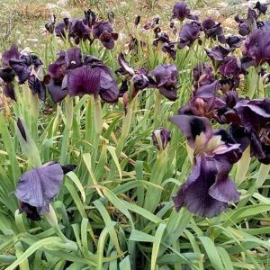 black-iris-jordan
