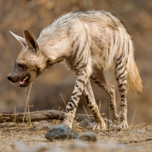 striped-hyena
