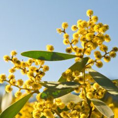 Australia- Golden Wattle