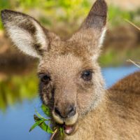 Australia - red kangaroo