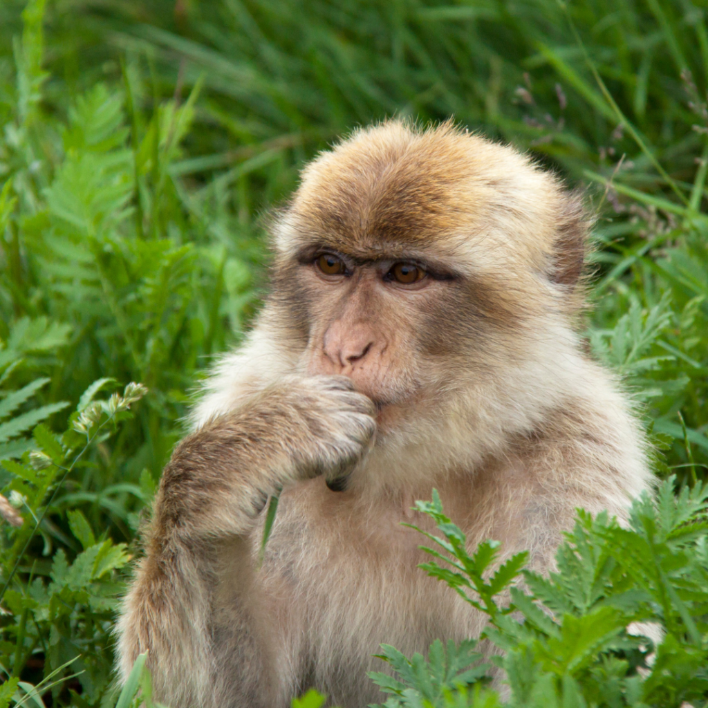 Barbary-macaque