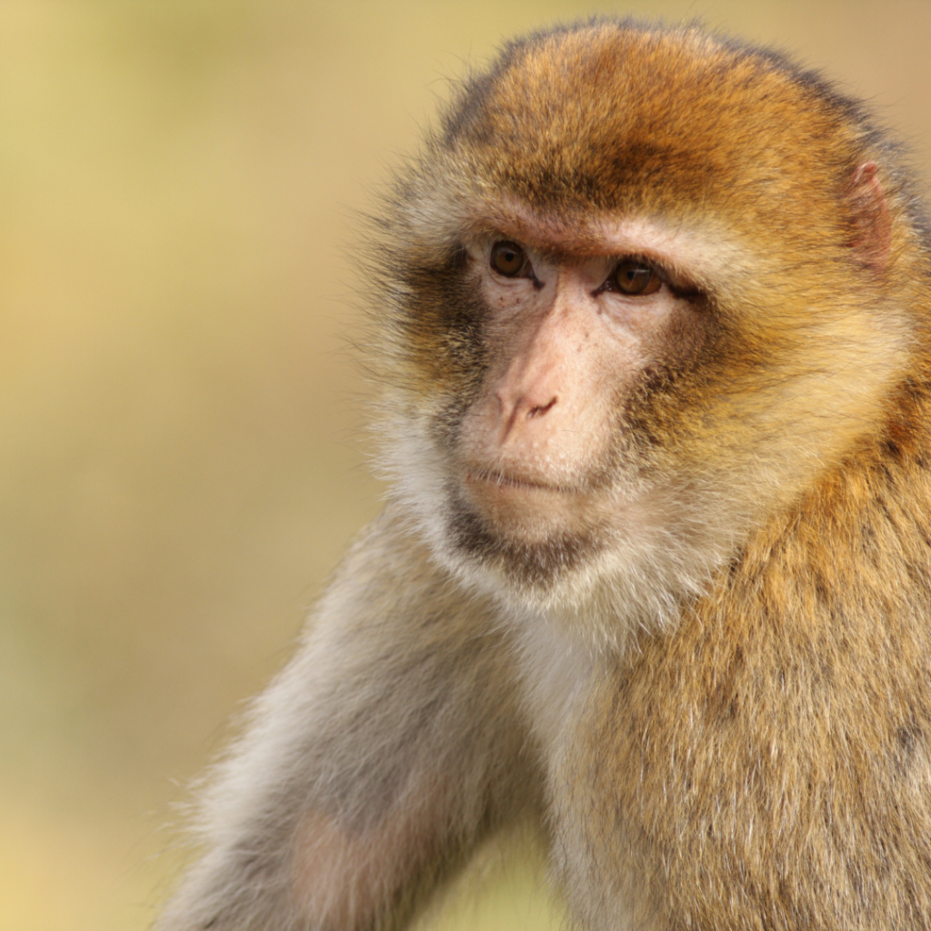 Barbary-macaques-Algeria