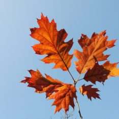 Canada - Maple Leaf