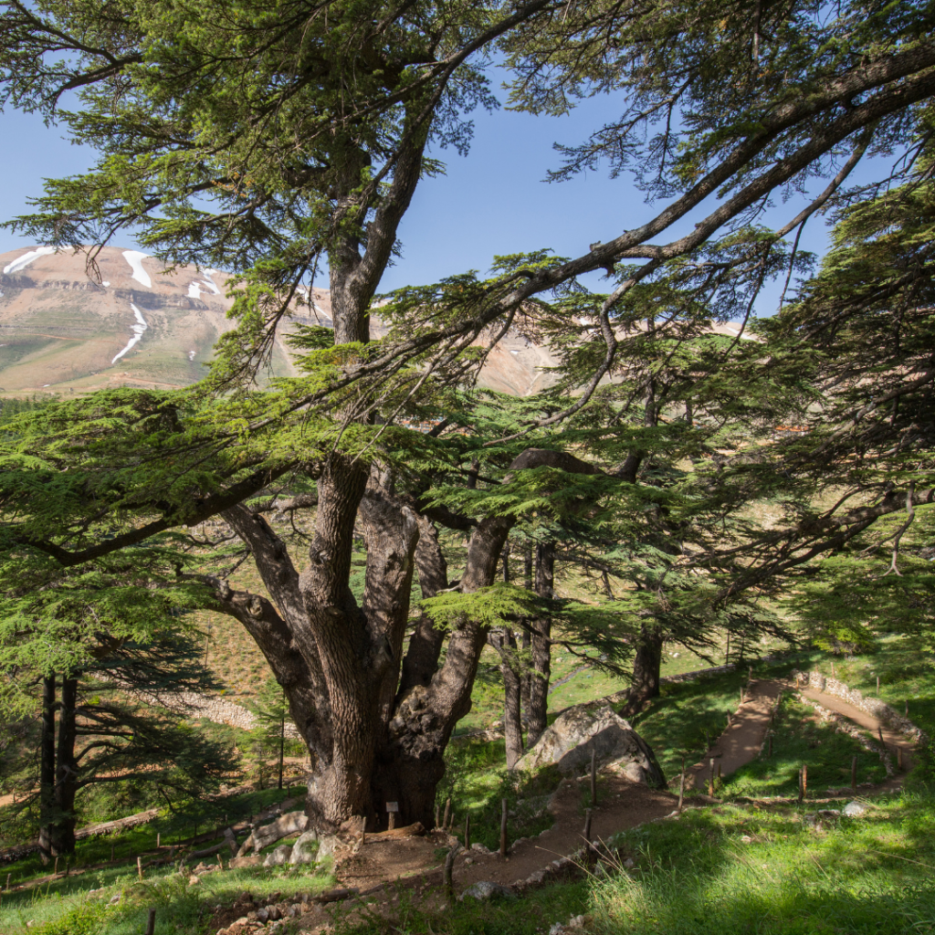Cedars-of-Lebanon