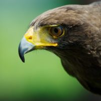 Egypt - Steppe Eagle