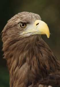 Germany - eagle