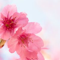 Japan - Sakura (Cherry Blossom)