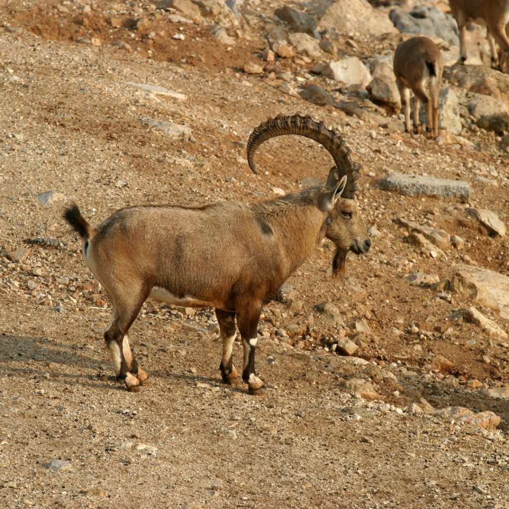 Nubian-ibex