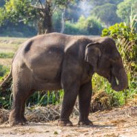 Thailand - Thai elephant