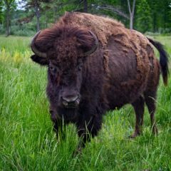 U.S. - bison