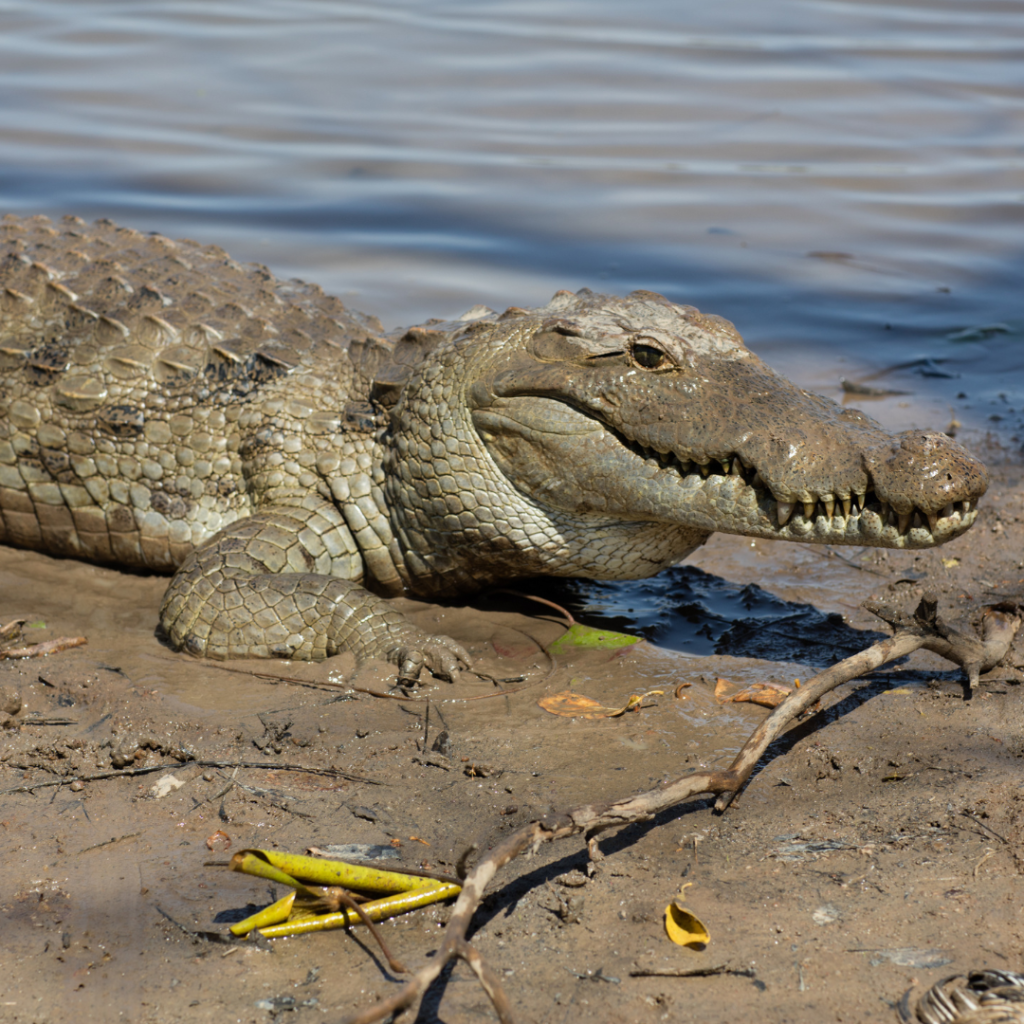 West-African-crocodile
