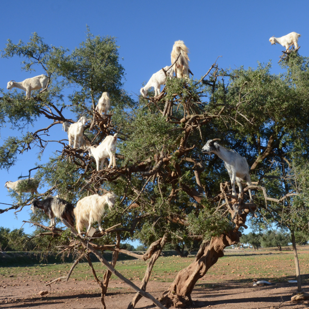 argan-tree-with-goats