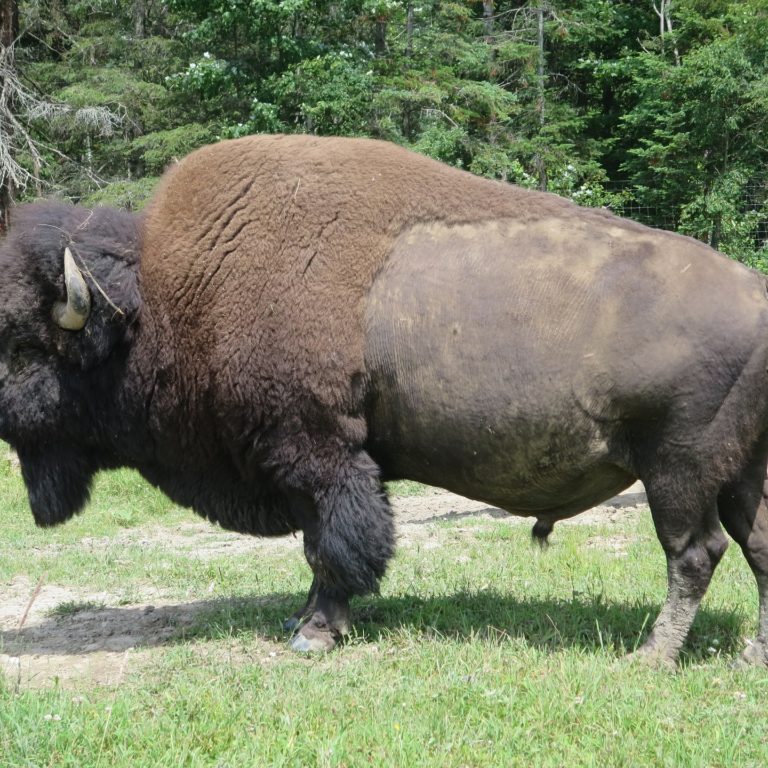 bison-2172392_1920