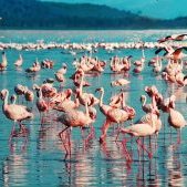 kenya-Pink Flamingos-Lake-Nakuru