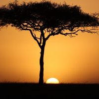 kenya-acacia-tree