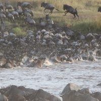 kenya-wildebeest-migration
