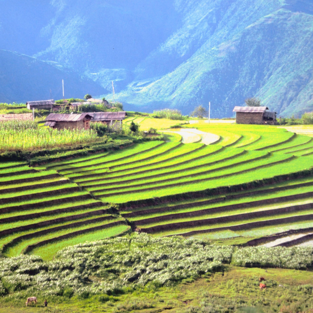 rice-field-bhutan